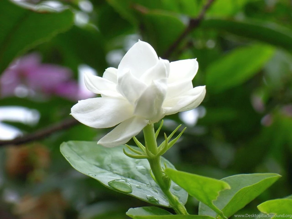Jasmine Flower HD Wallpapers