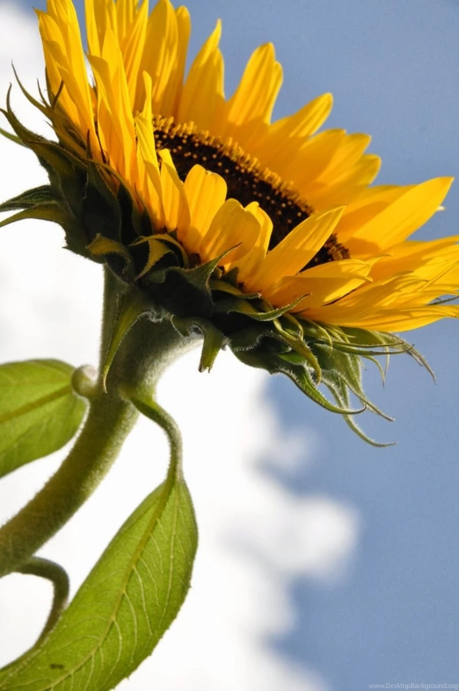 World's Most Beautiful Flowers Wallpapers