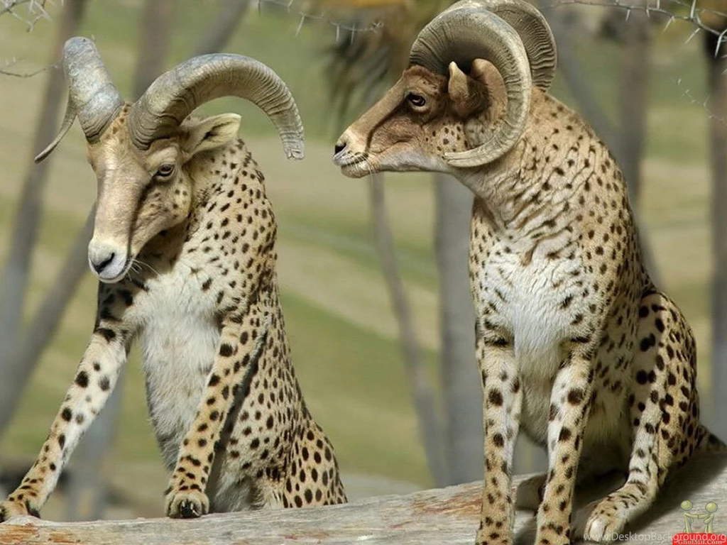 Most Dangerous And Lovely Animals We Should Escape And Play With ...