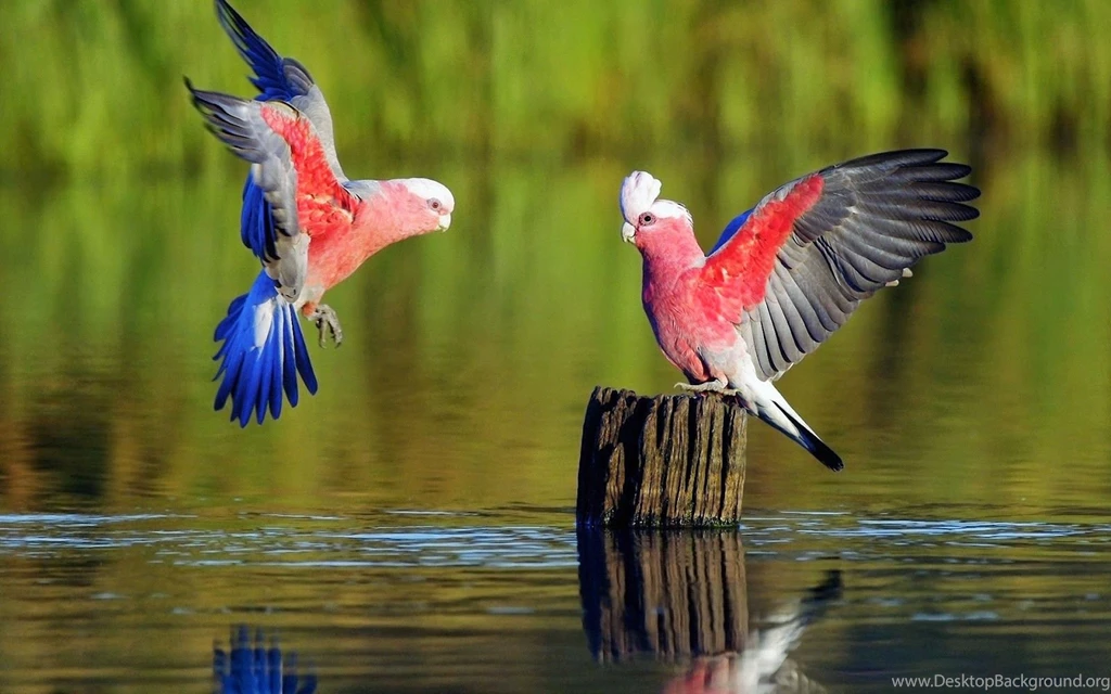 HD Wallpapers: Best Most Amazing And Beautiful Birds In The World ...