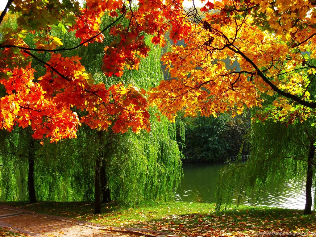 Autumn Forest Trees Fall River Season Colors Wallpapers
