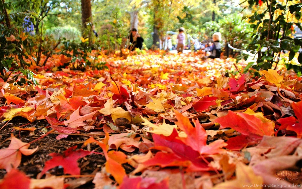 Fall Desktop Backgrounds Wallpaper.