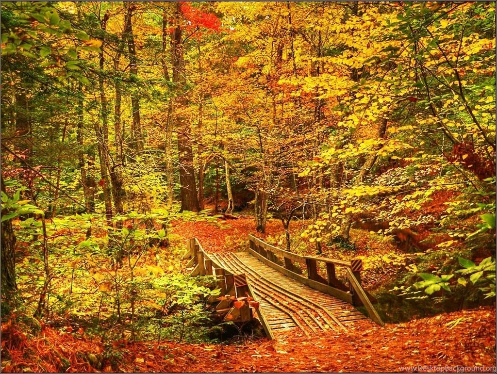 EFCD43 Color Wallpapers: Bridge Forest Creek Autumn Trees Fall ...