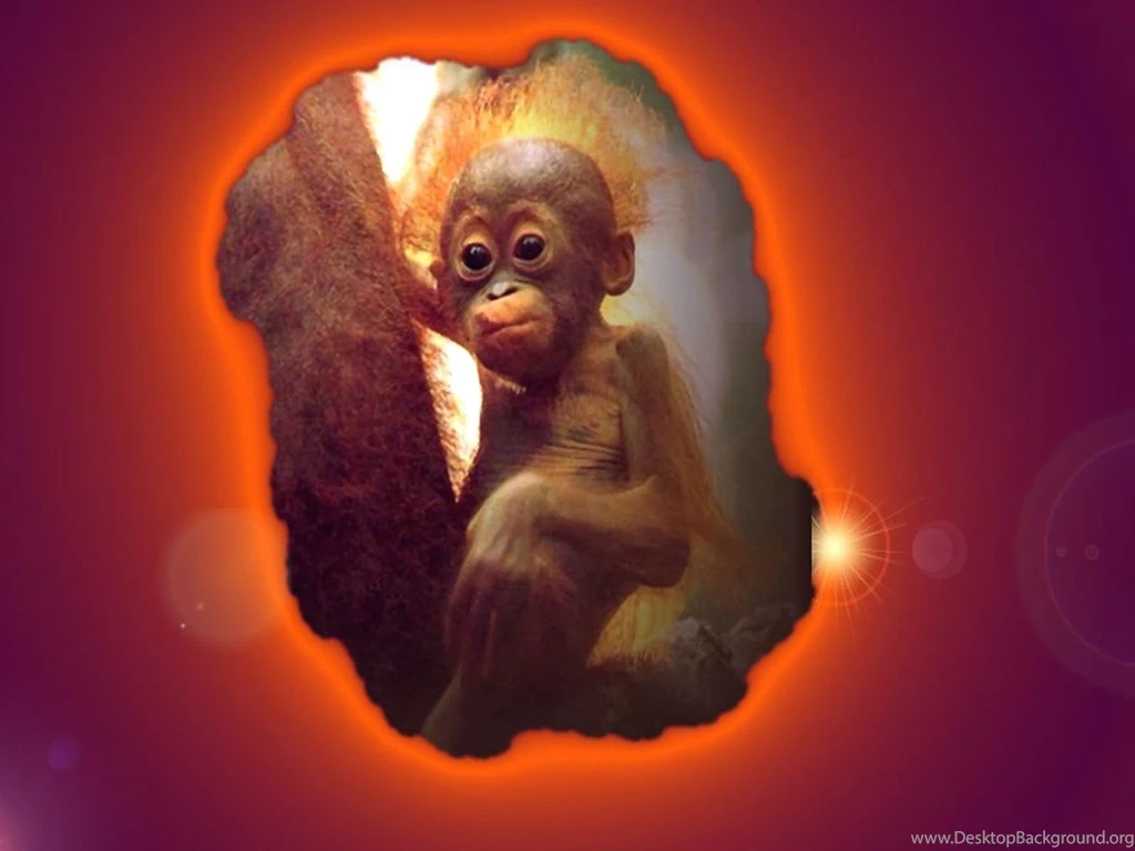Computer Wallpaper, Crazy Monkey