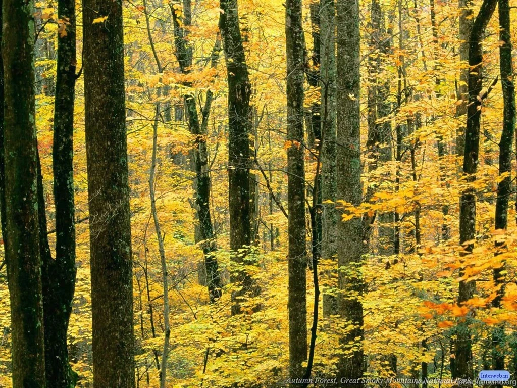 32462d1254764091 scenery wallpapers cool scenery.jpg