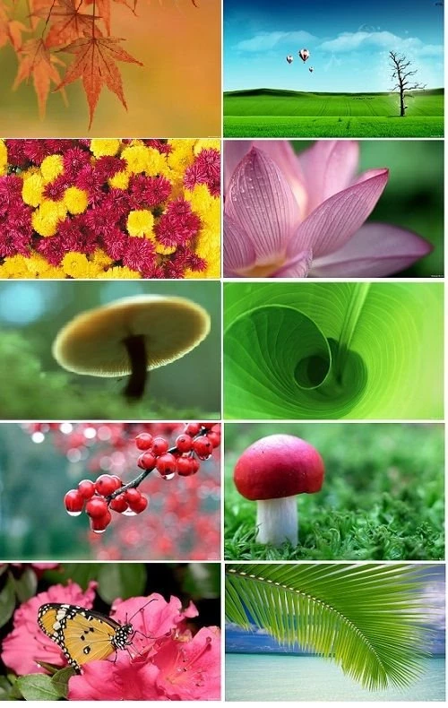 Cool HD Nature Desktop Wallpapers Pack For Windows 7