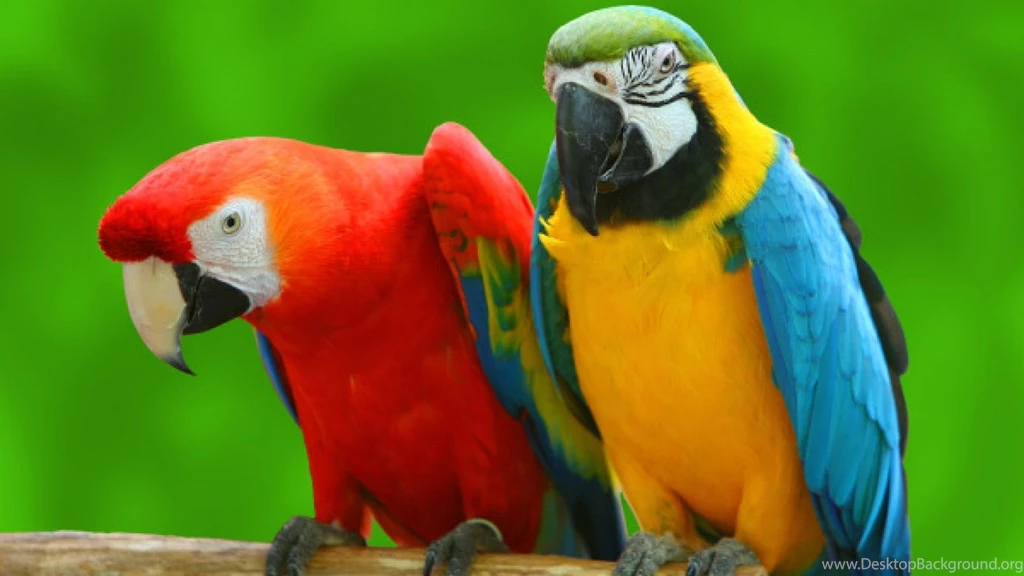 Parrots Backgrounds HD Wallpapers HD Images New