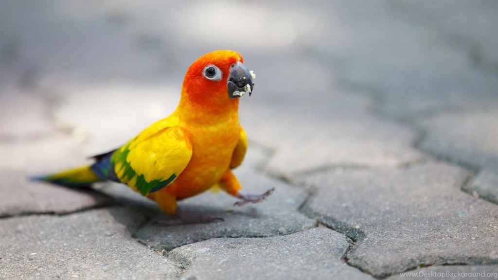 Parrots Backgrounds HD Wallpapers HD Images New