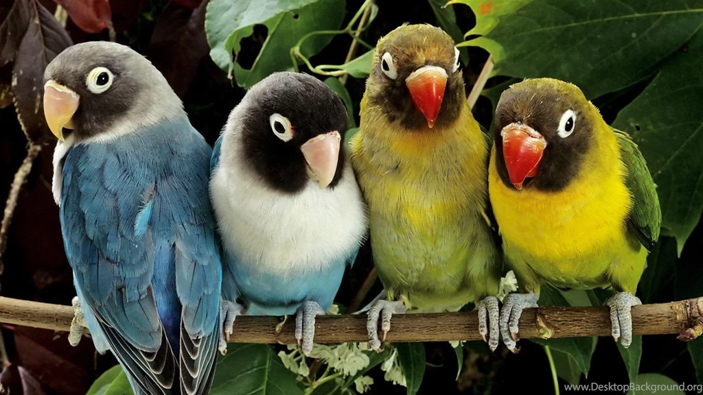 Desktop parrot pictures for kids.jpg