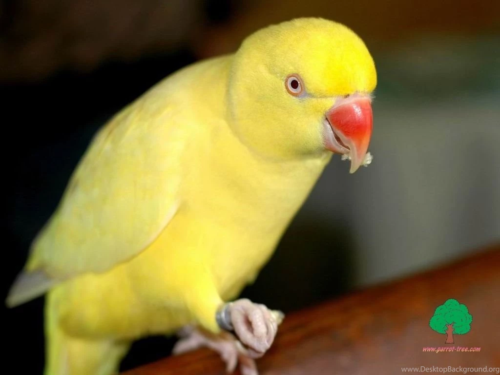 Wallpapers Parrot 609545 Wallpapers