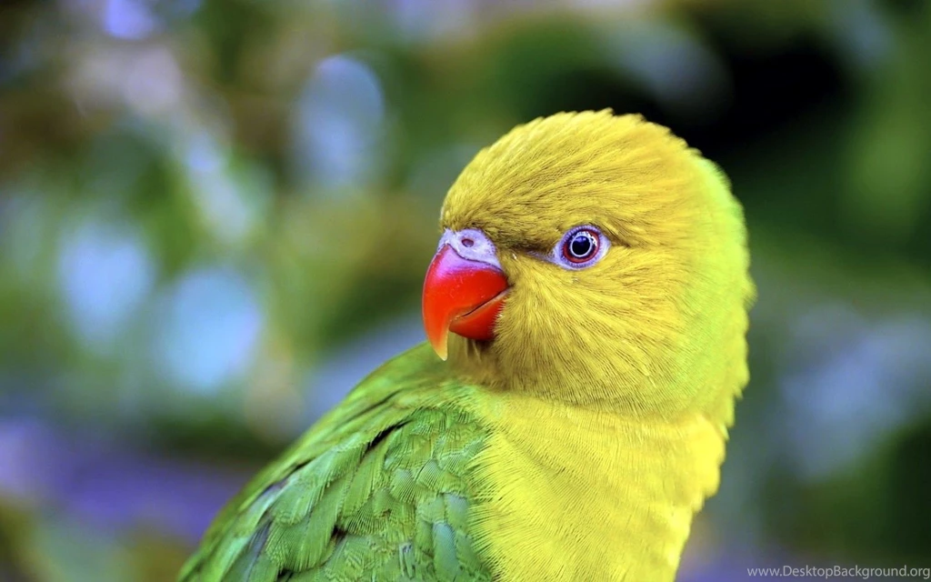 Beautiful Parrot HD Wallpapers 1.jpg