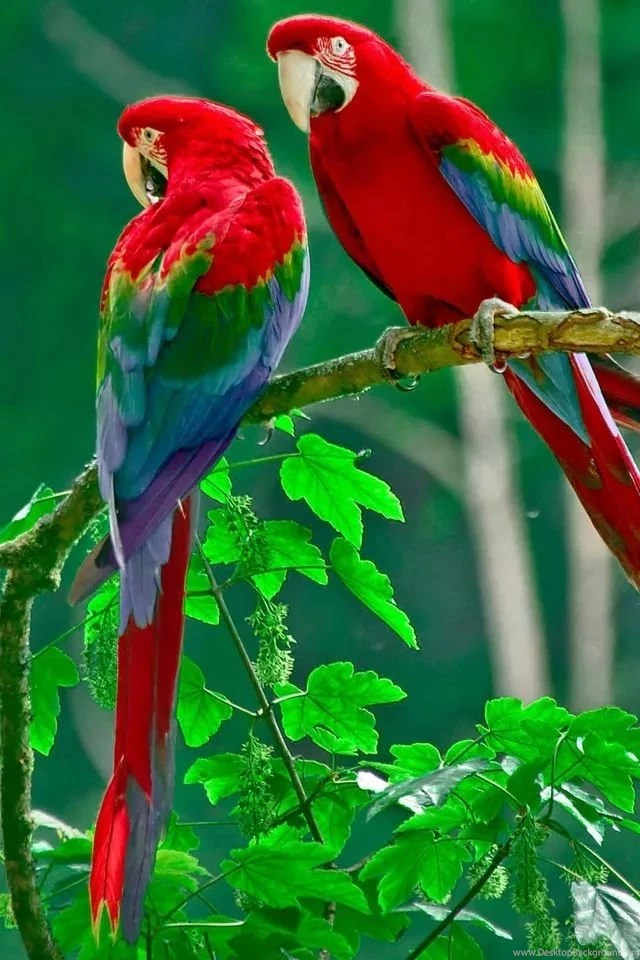 Parrot iPhone 4s Wallpapers Download