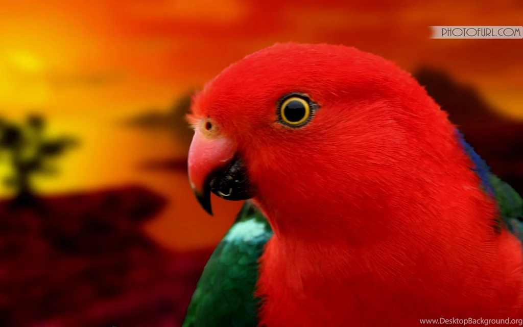 Parrot
