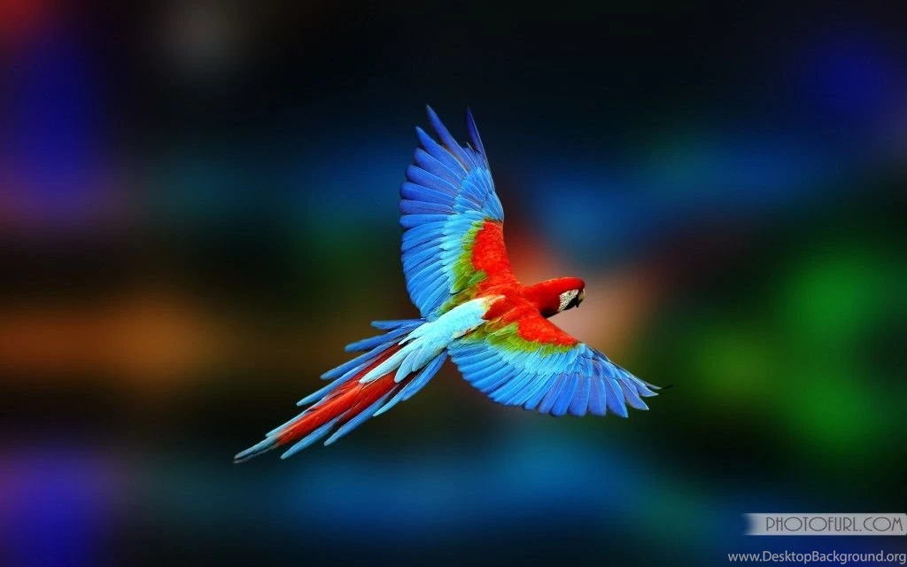Parrot, Eagle, Penguin, Peacock Birds Wallpapers Beautiful ...