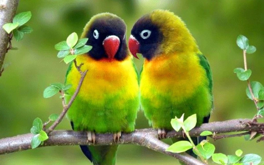 Desktop birds parrot wallpaper.jpg