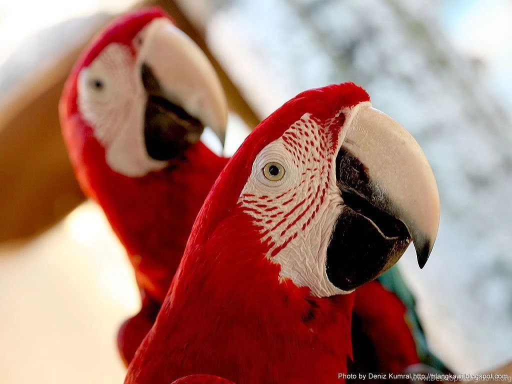 Latest Wallpapers: Parrot Wallpapers