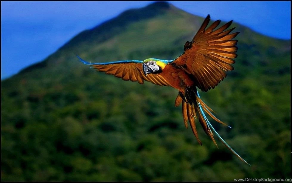 Special Parrot HQ Wallpapers