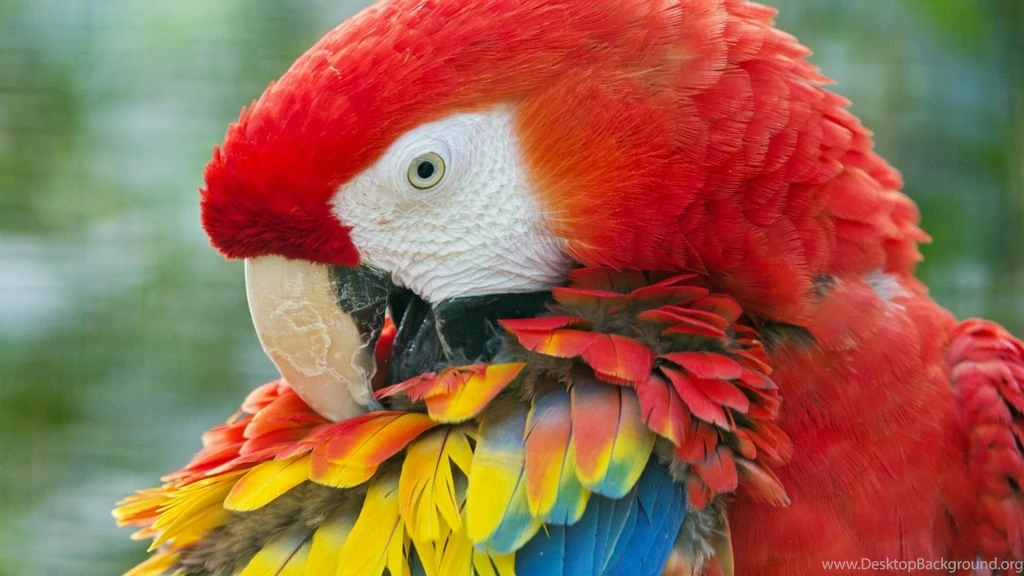 Parrot Wallpapers