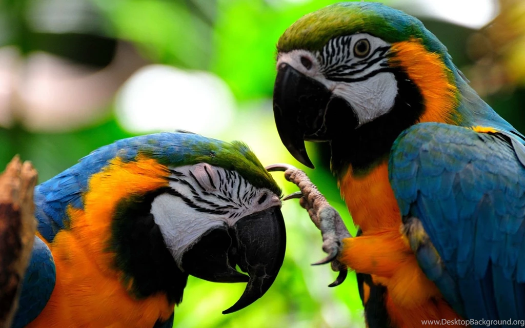 Parrot Wallpapers