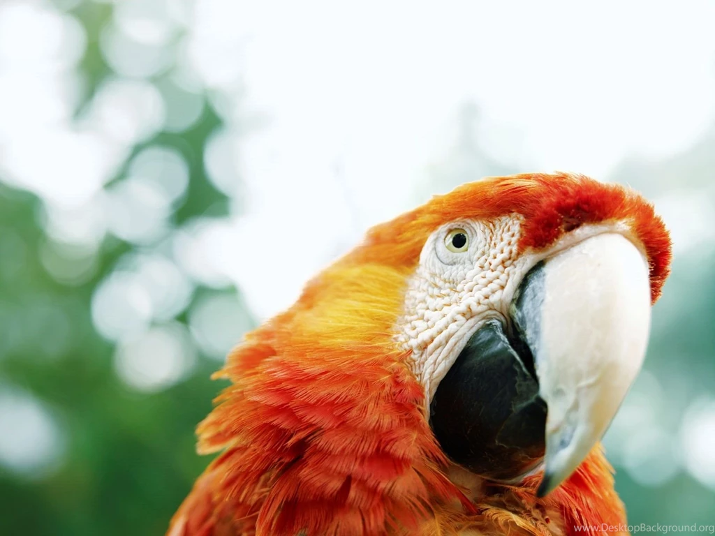 Parrot Wallpapers