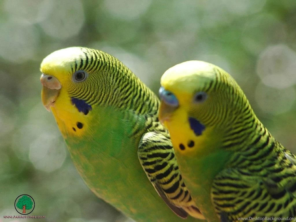 Wallpapers Parrot 028199 Wallpapers