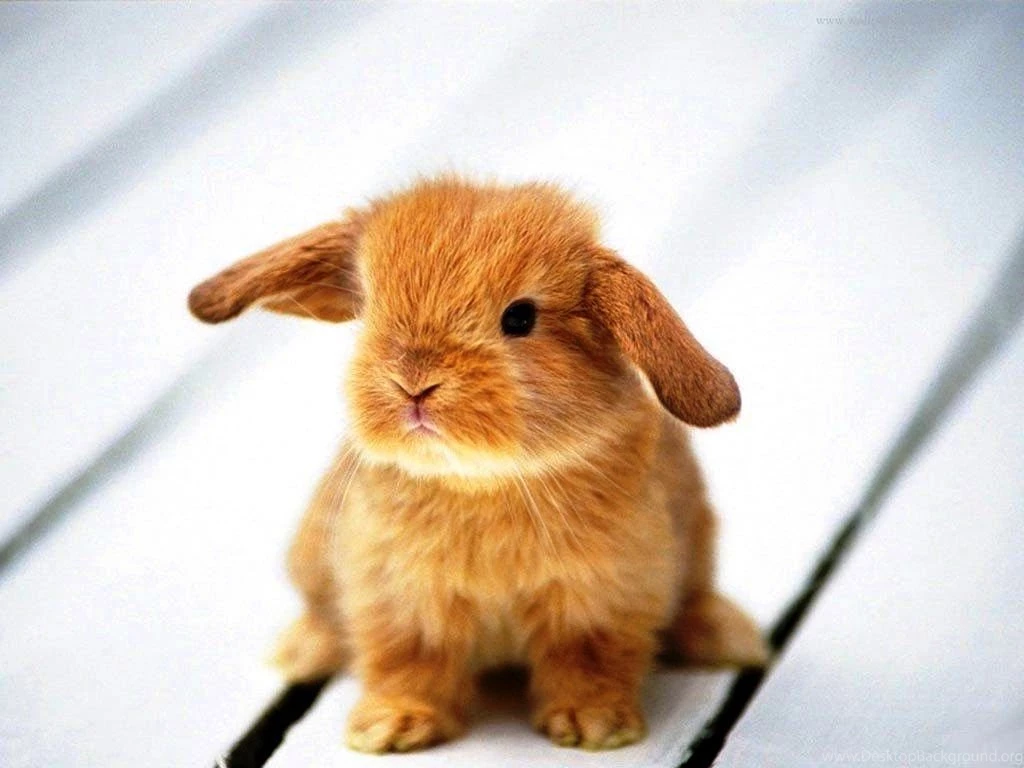Cute Animal Wallpapers For Desktop Cute Bunnies Photos Of Cute ...