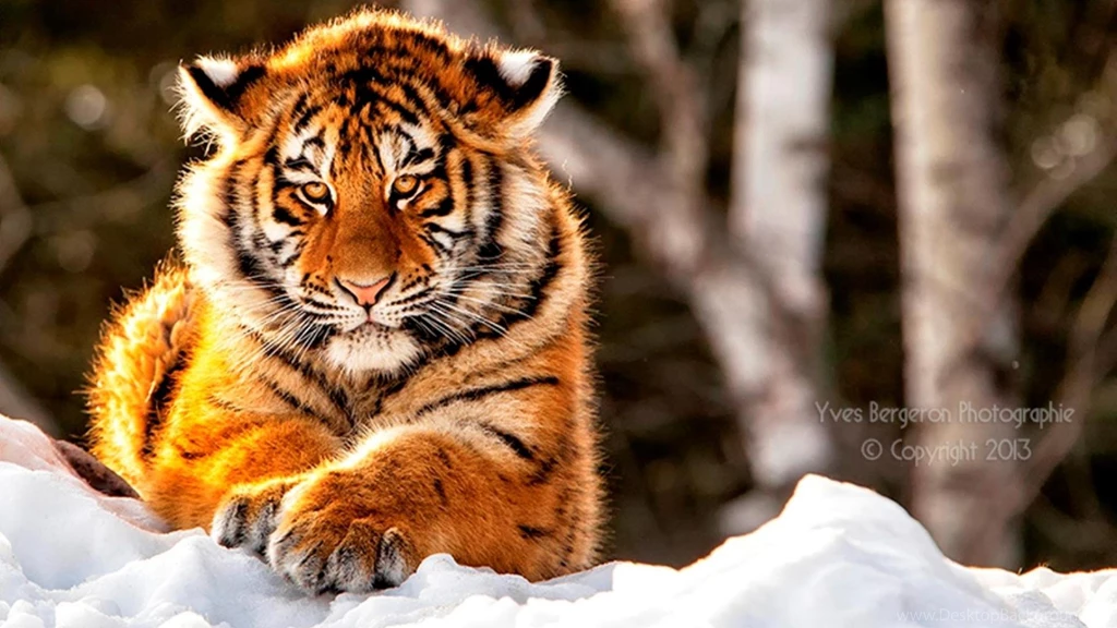 TIGER WALLPAPER (