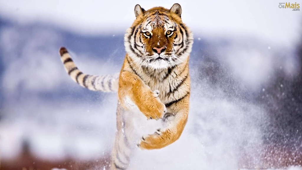 OsMais.com Papel De Parede Tigre Na Neve Papel De Parede ...