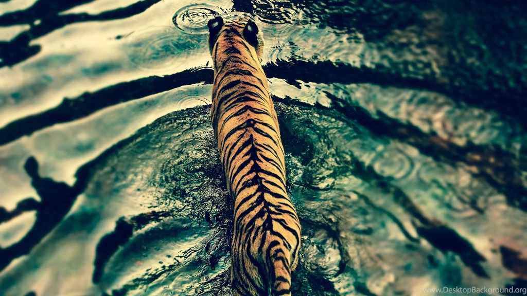 Tigre Vu De Dessus 2560x1440 WHQD 16/9 (Wide Quad High ...