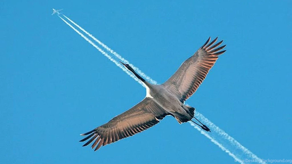 Abstract Bird Vs Aeroplane wide wallpaper full screen for desktop background image free.jpg