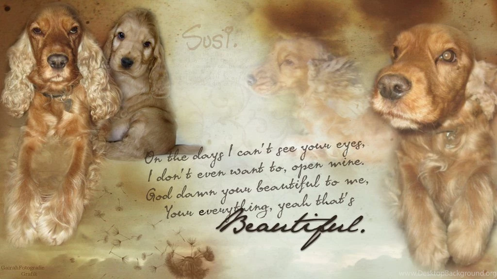 Susi, The Dog From My Best Friend.. [Wallpaper] By ...