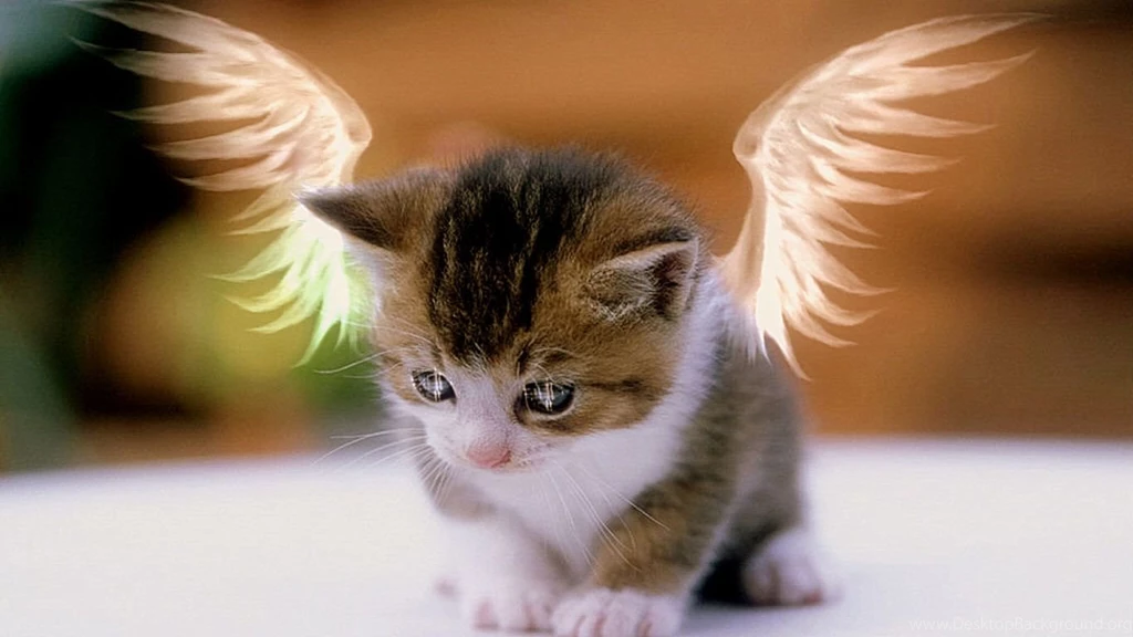 Desktop Backgrounds Pictures Free Download Hd Wallpapers