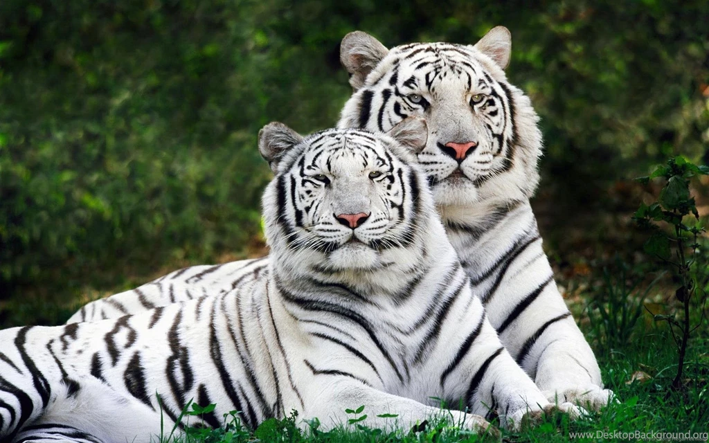 White Tiger Wallpapers PC 2269   HD Wallpapers Site
