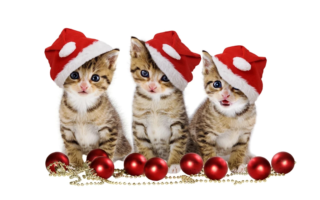 2560x1600 Cats, Pretty, Merry Christmas, Red Balls, Sweet ...