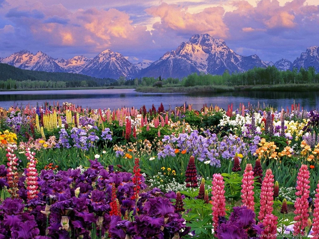 Colorful spring flowers wide high definition wallpaper for desktop background.jpg
