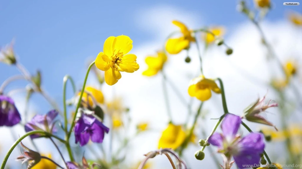 Spring Flowers Pictures Free Wallpapers High Definition