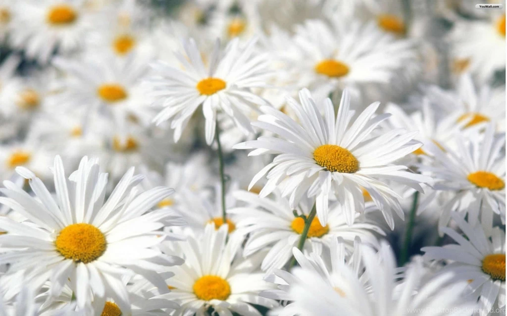 Spring Flowers Wallpapers 5405