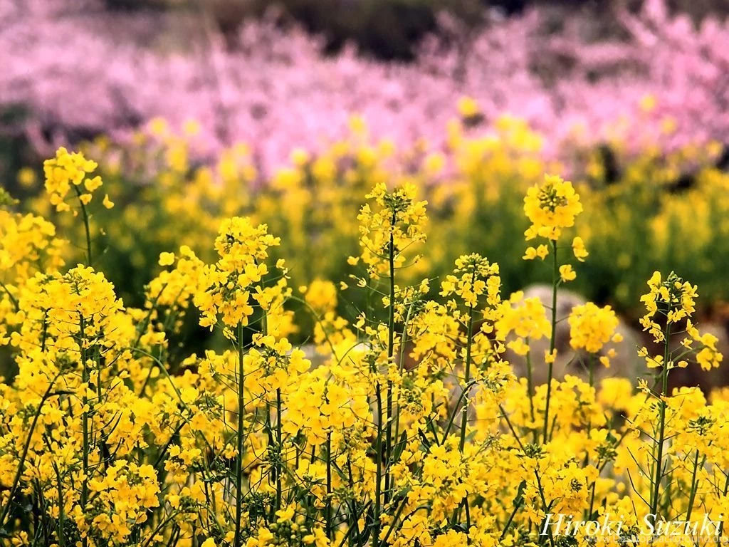 Desktop Flower Wallpapers Beautiful Flower Wallpapers