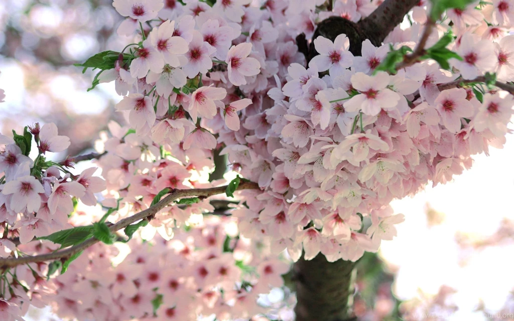 Spring Flowers Desktop Wallpapers & Photos, New Wallpapers