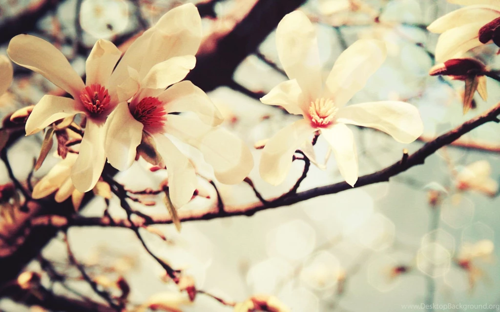 Spring Flowers Wallpapers
