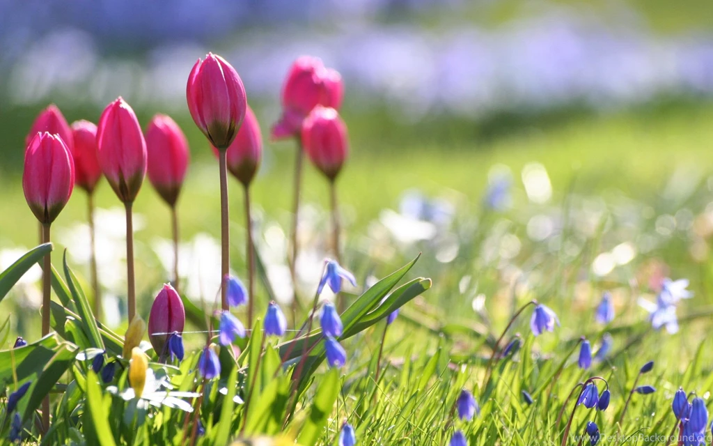 Spring Flowers HD Desktop Backgrounds Wallpapers 7524   HD ...