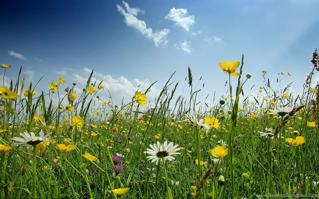Free Spring Flowers Desktop Wallpapers 19201200