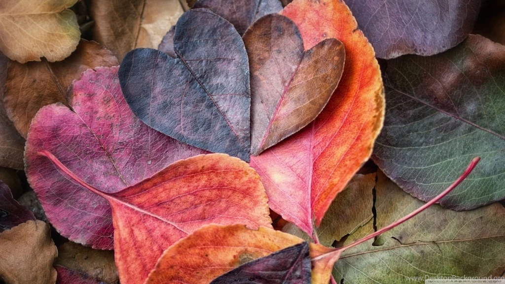 Fall In Love HD Desktop Wallpapers : Widescreen : High Definition ...
