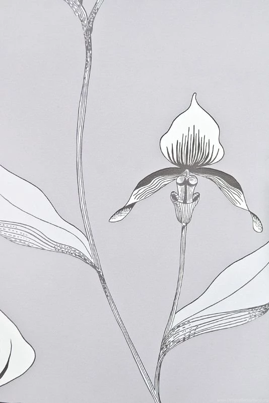 Orchid Designer Floral Wallpapers Grey
