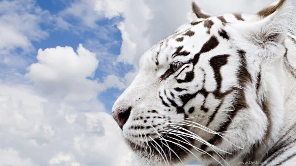 HD Wallpapers 1080p Tiger