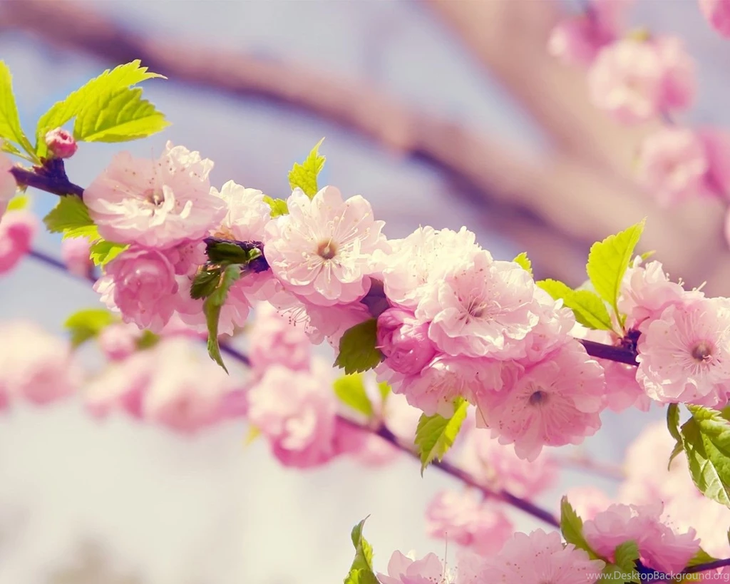 1600x1200px White Sweet Flowers