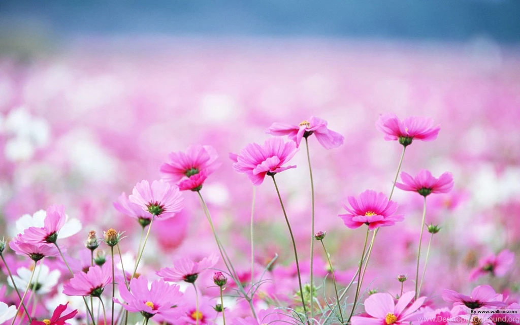 HD Widescreen Colorful Wildflowers : The Brilliant World Of Wild ...
