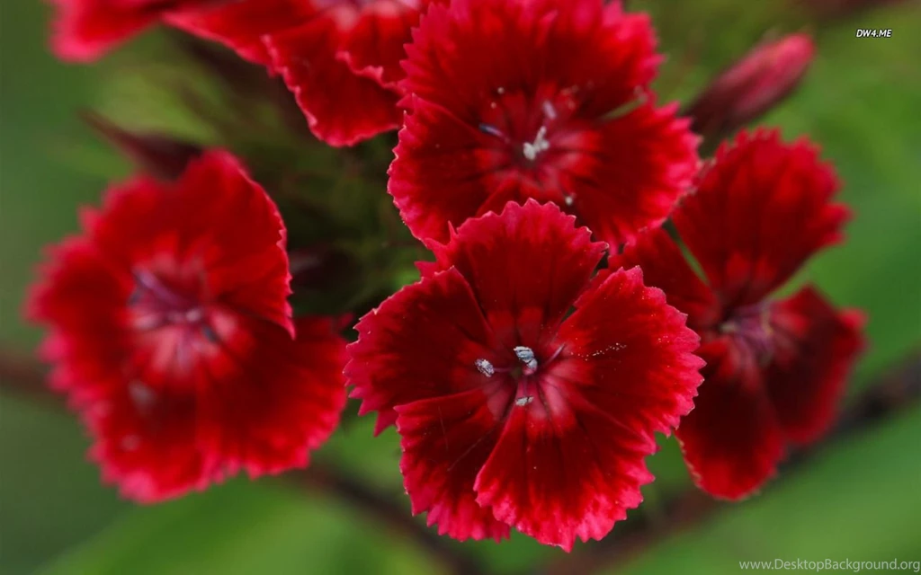 Sweet William Wallpapers Flower Wallpapers