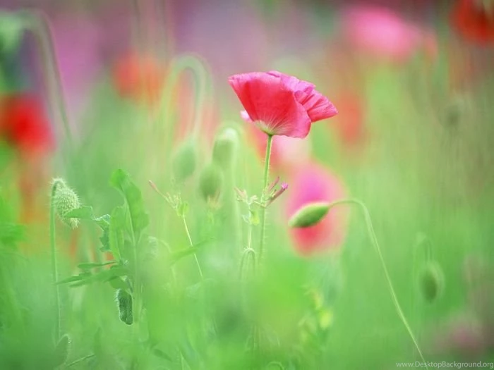 Elegant Wild Flowers Pure And Sweet (Vol.02) Wallcoo.net