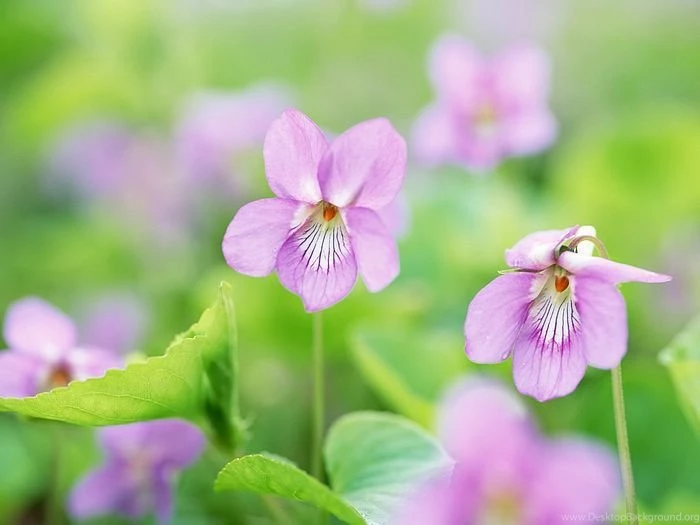 Aleutian Violet Flowers, Soft Focus And Dreamy Effect (1920+1600 ...